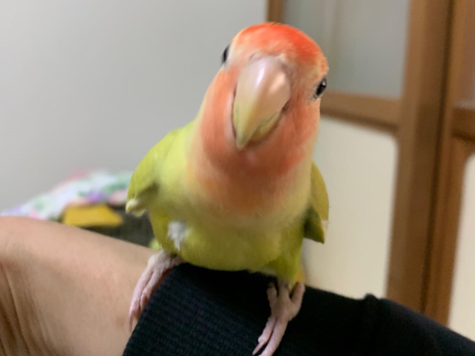 ももちゃん ももちゃん