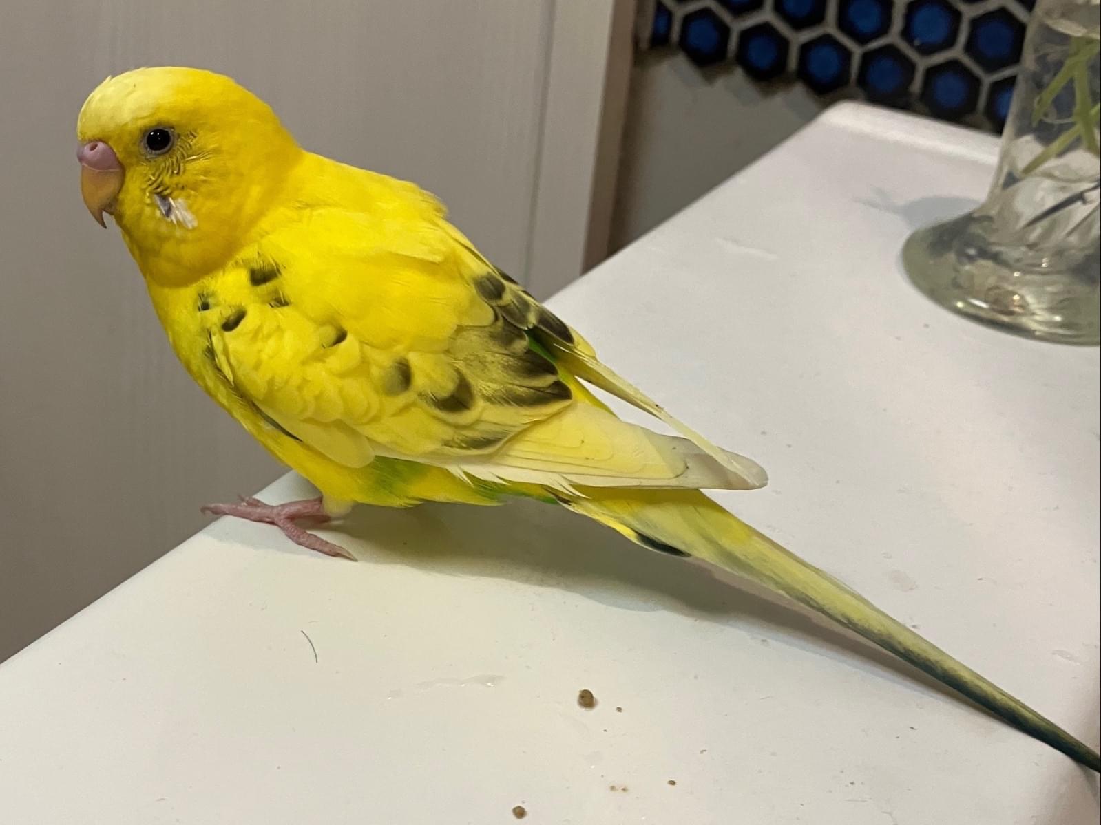 保護された鳥 保護された鳥