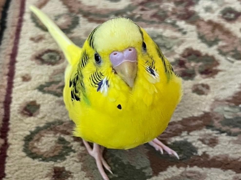 ピッキーちゃん ピッキーちゃん