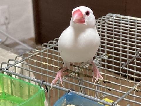 ルルちゃん ルルちゃん