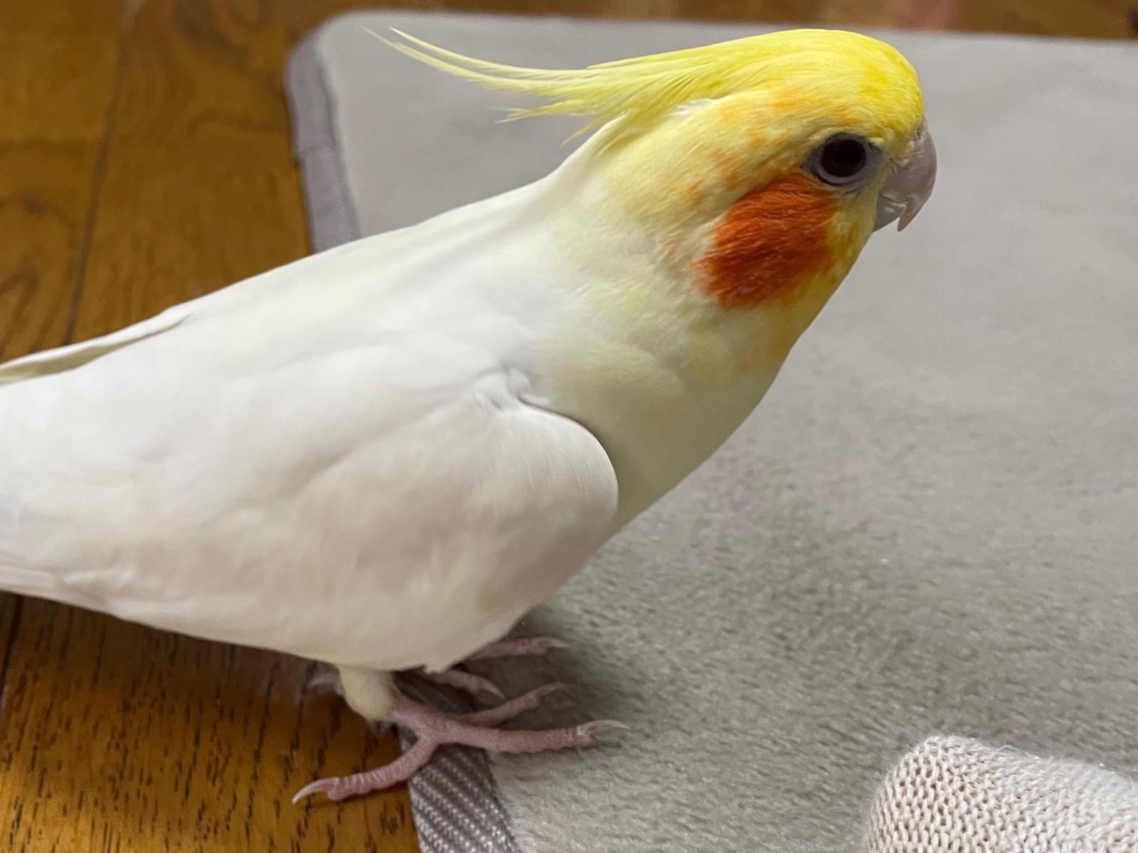 ゆずちゃん ゆずちゃん