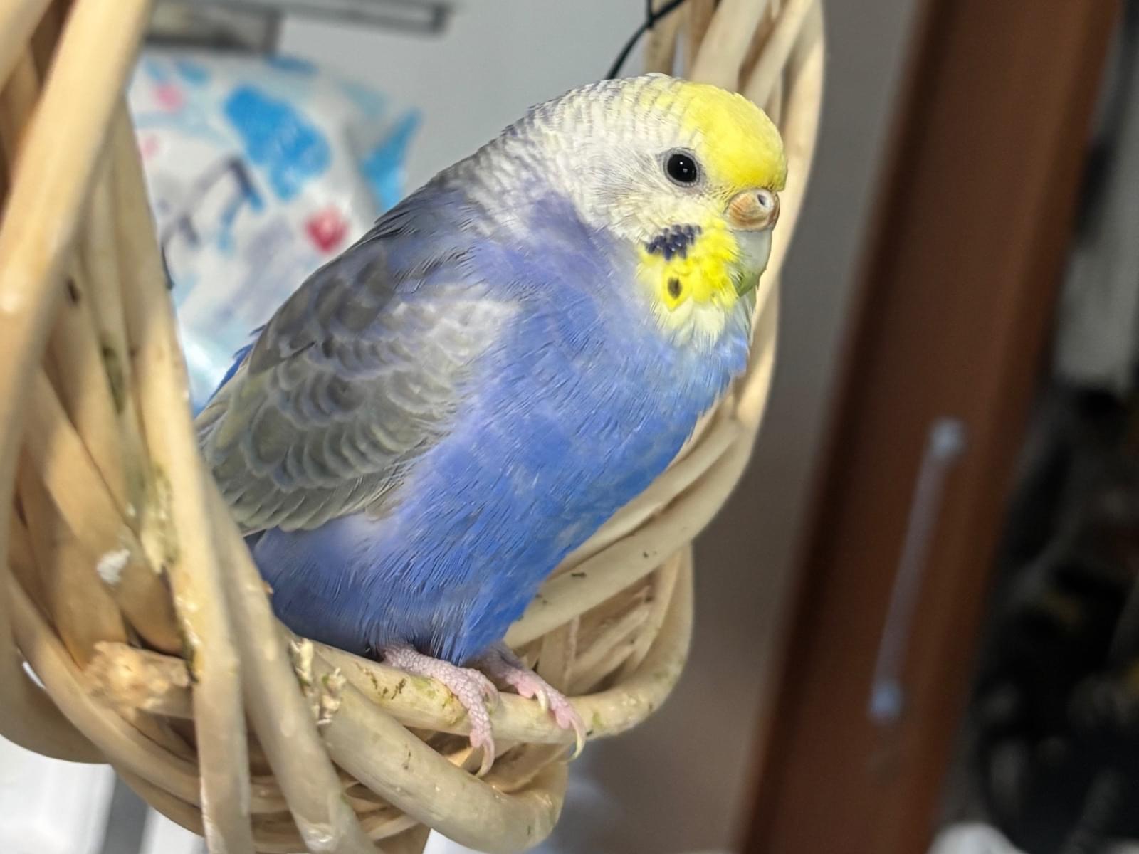 テンちゃん
