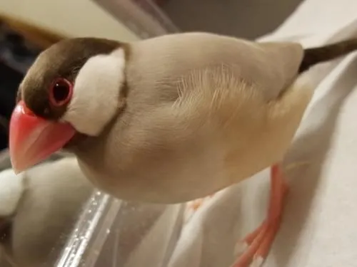 シナモン文鳥探しています