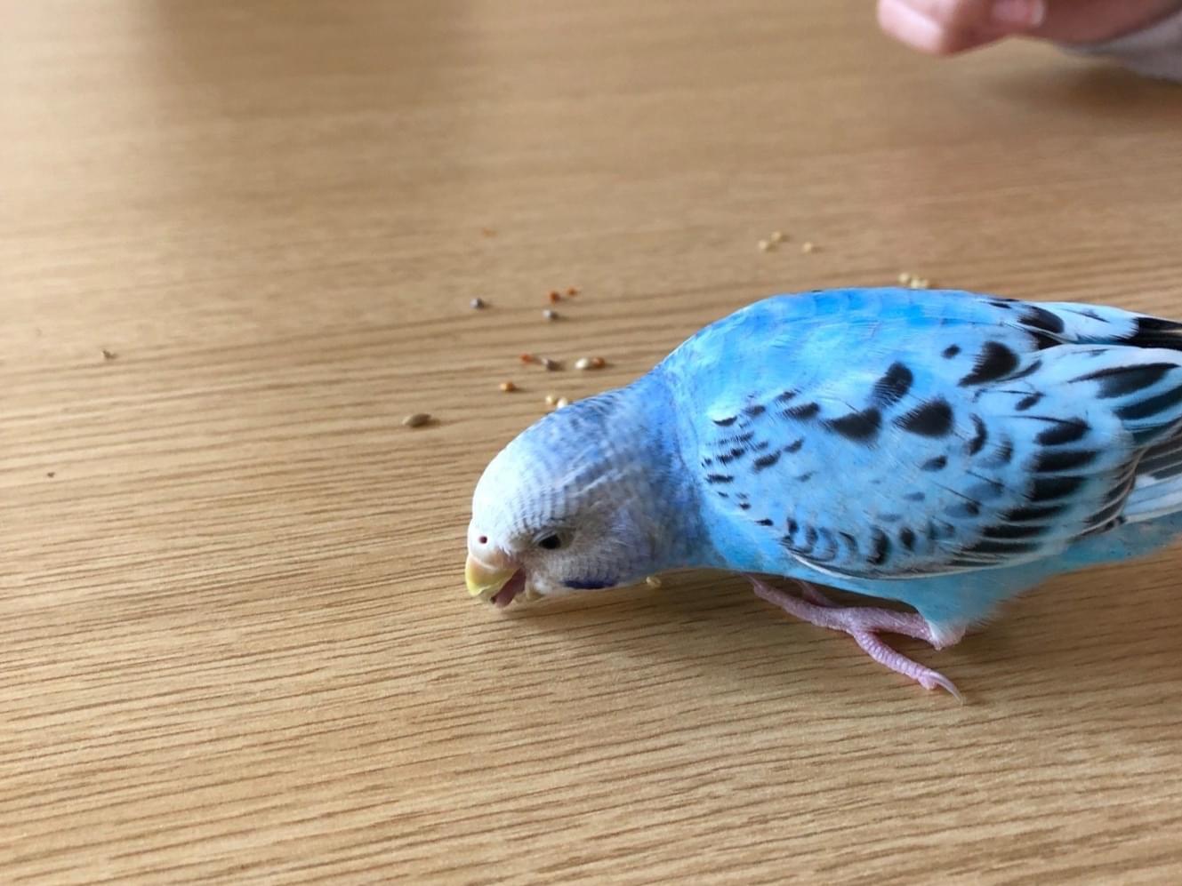 ピーちゃん ピーちゃん