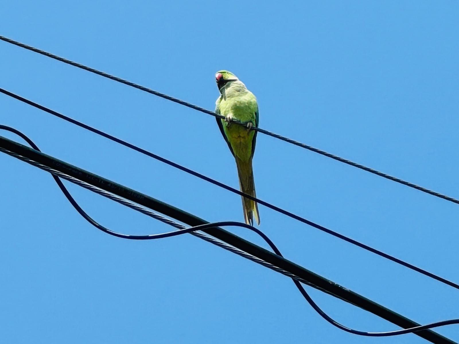 目撃された鳥 目撃された鳥