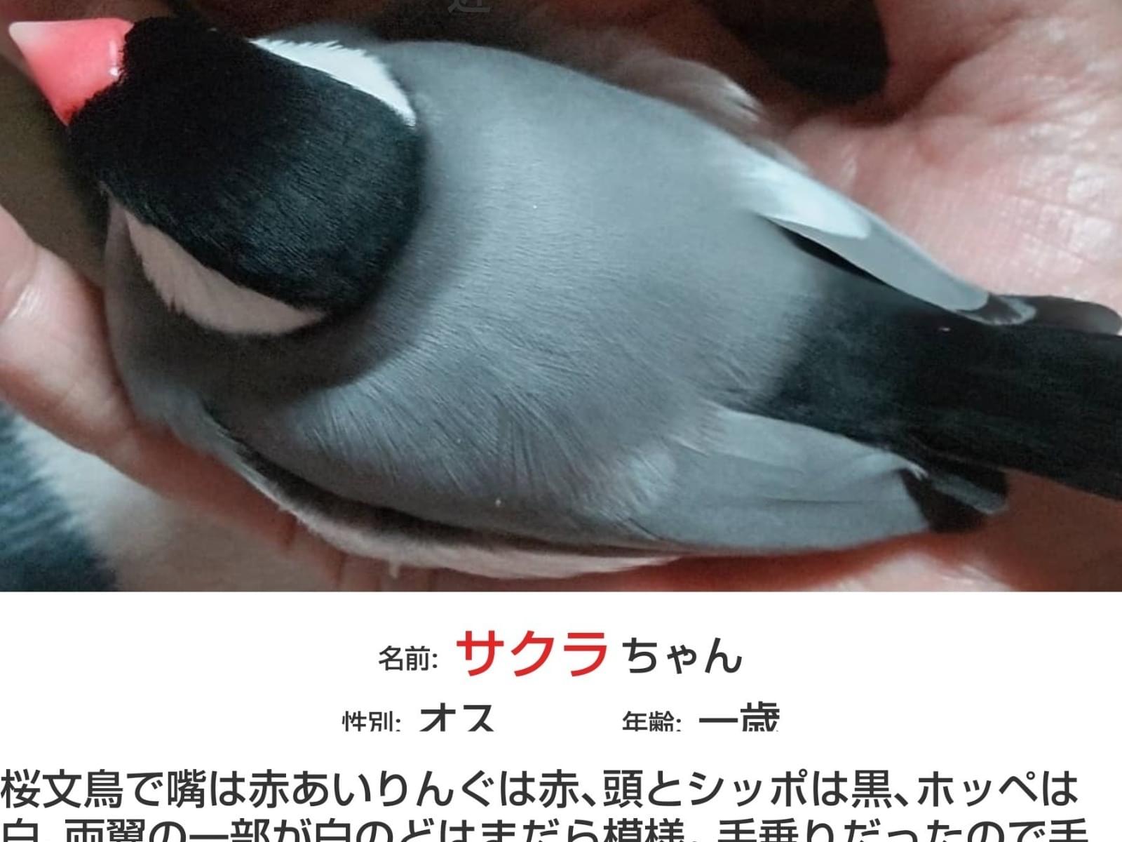 サクラちゃん サクラちゃん
