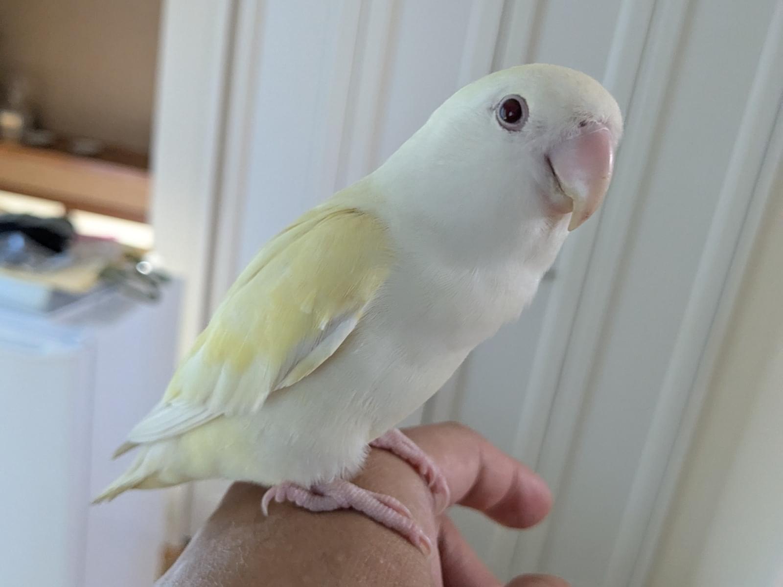 ユキちゃん ユキちゃん