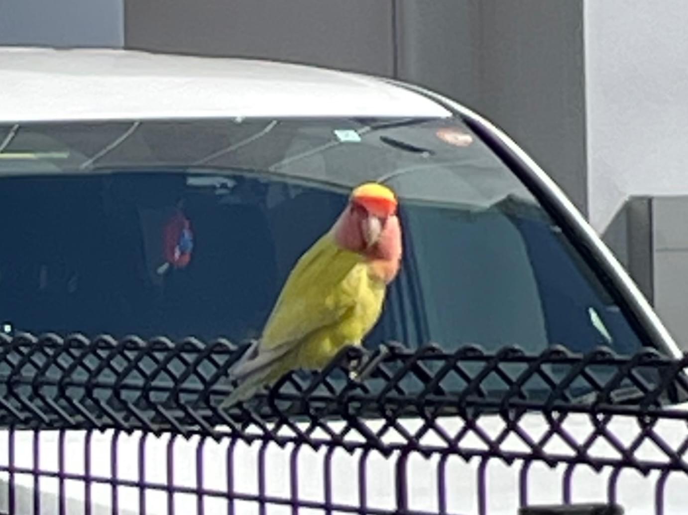 目撃された鳥 目撃された鳥