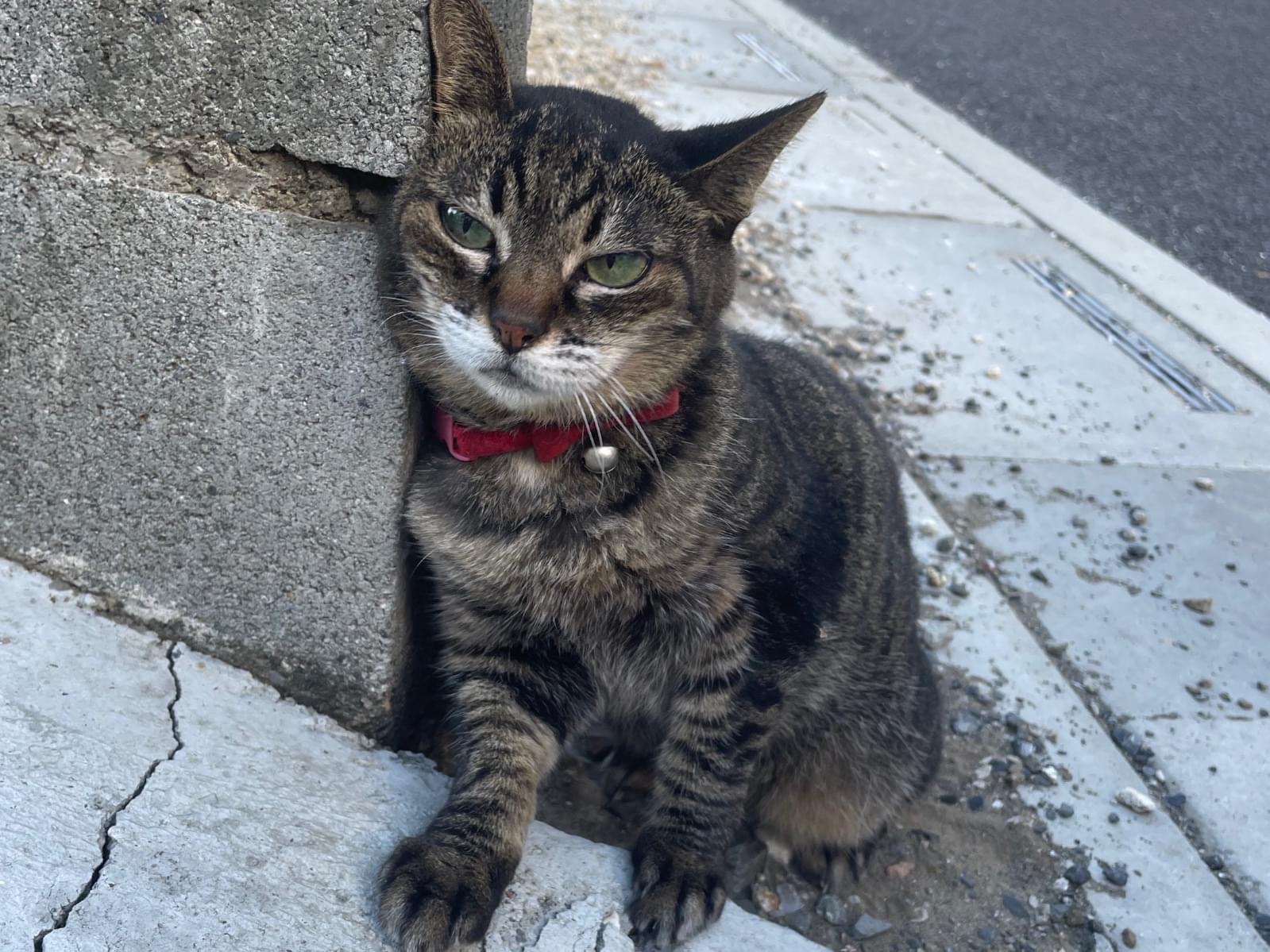 目撃された猫 目撃された猫