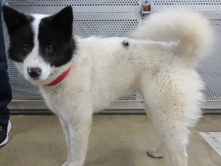 保護された犬 保護された犬