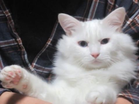 シェフちゃん シェフちゃん