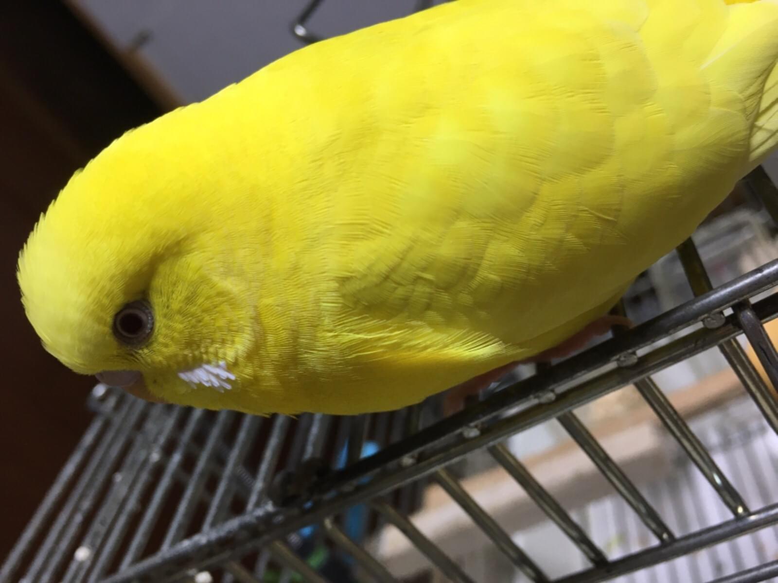 きーちゃん きーちゃん