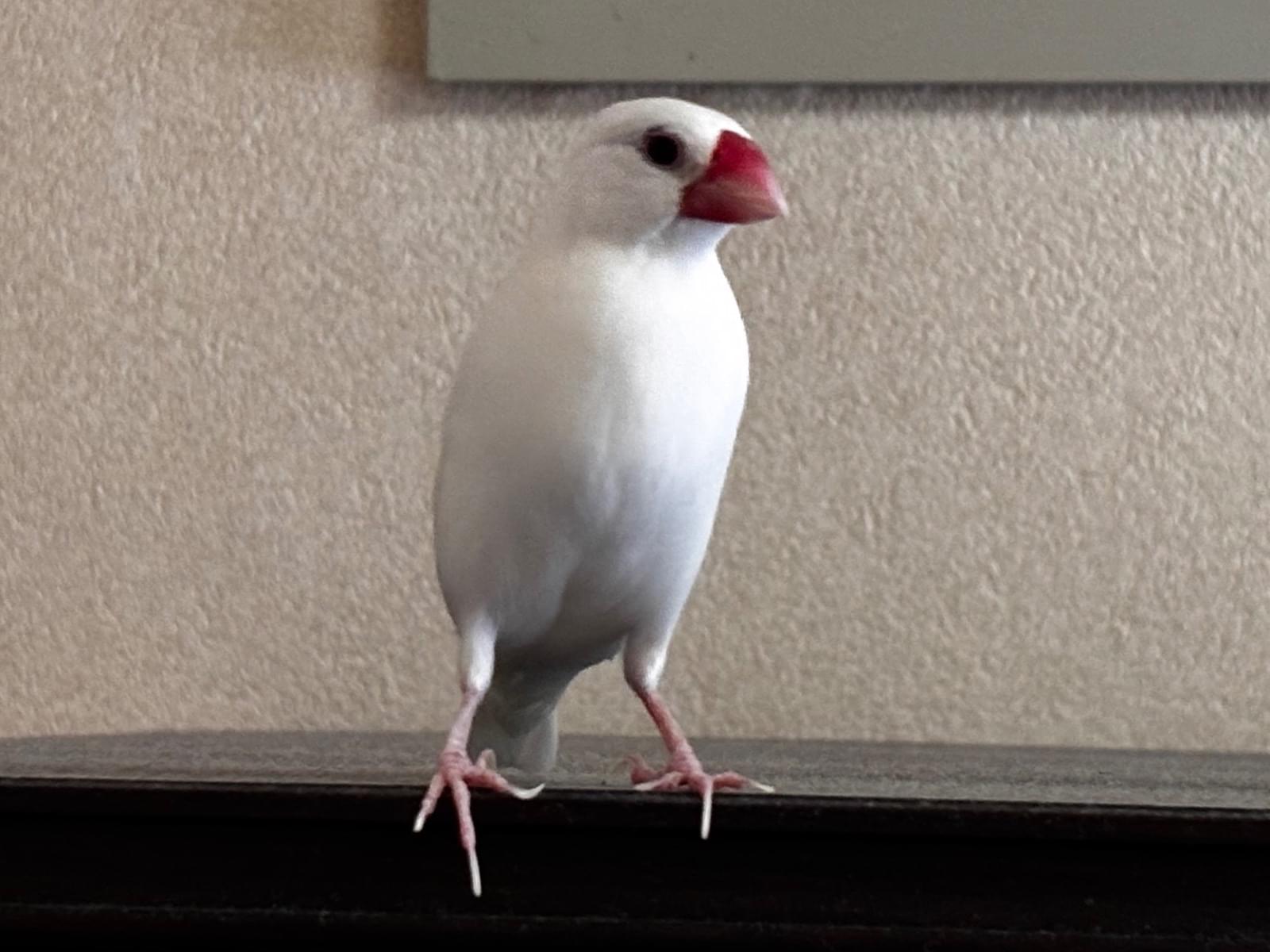 ピーちゃん ピーちゃん