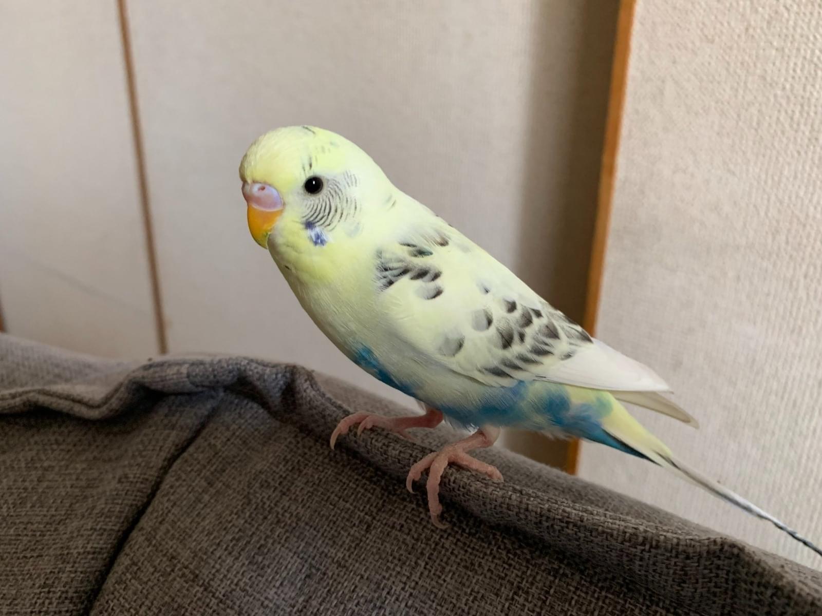 -ちゃん -ちゃん