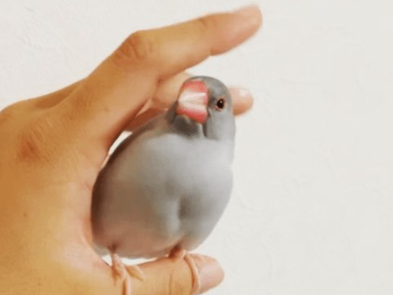 ちゅんたちゃん ちゅんたちゃん