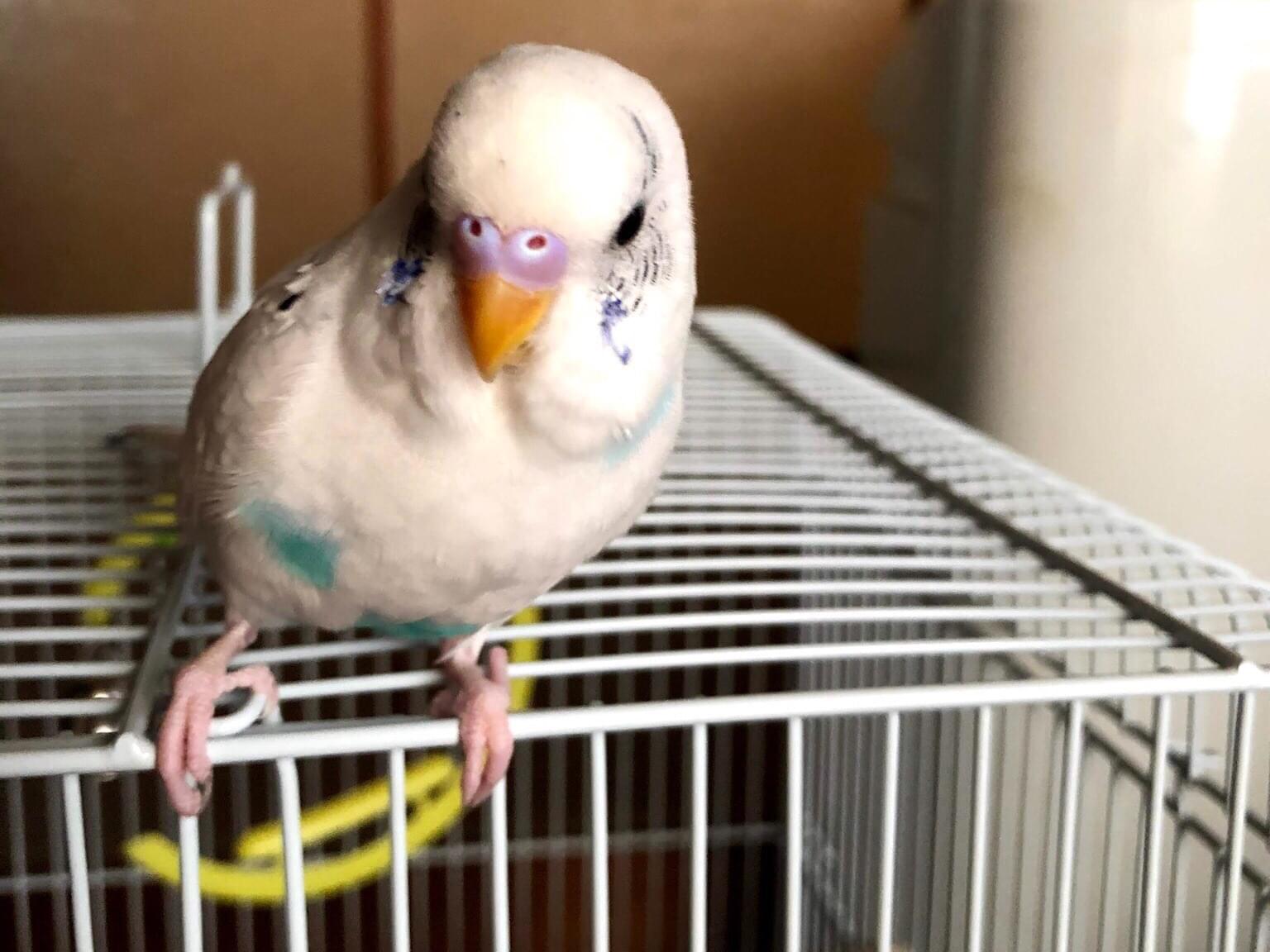 ましろちゃん ましろちゃん