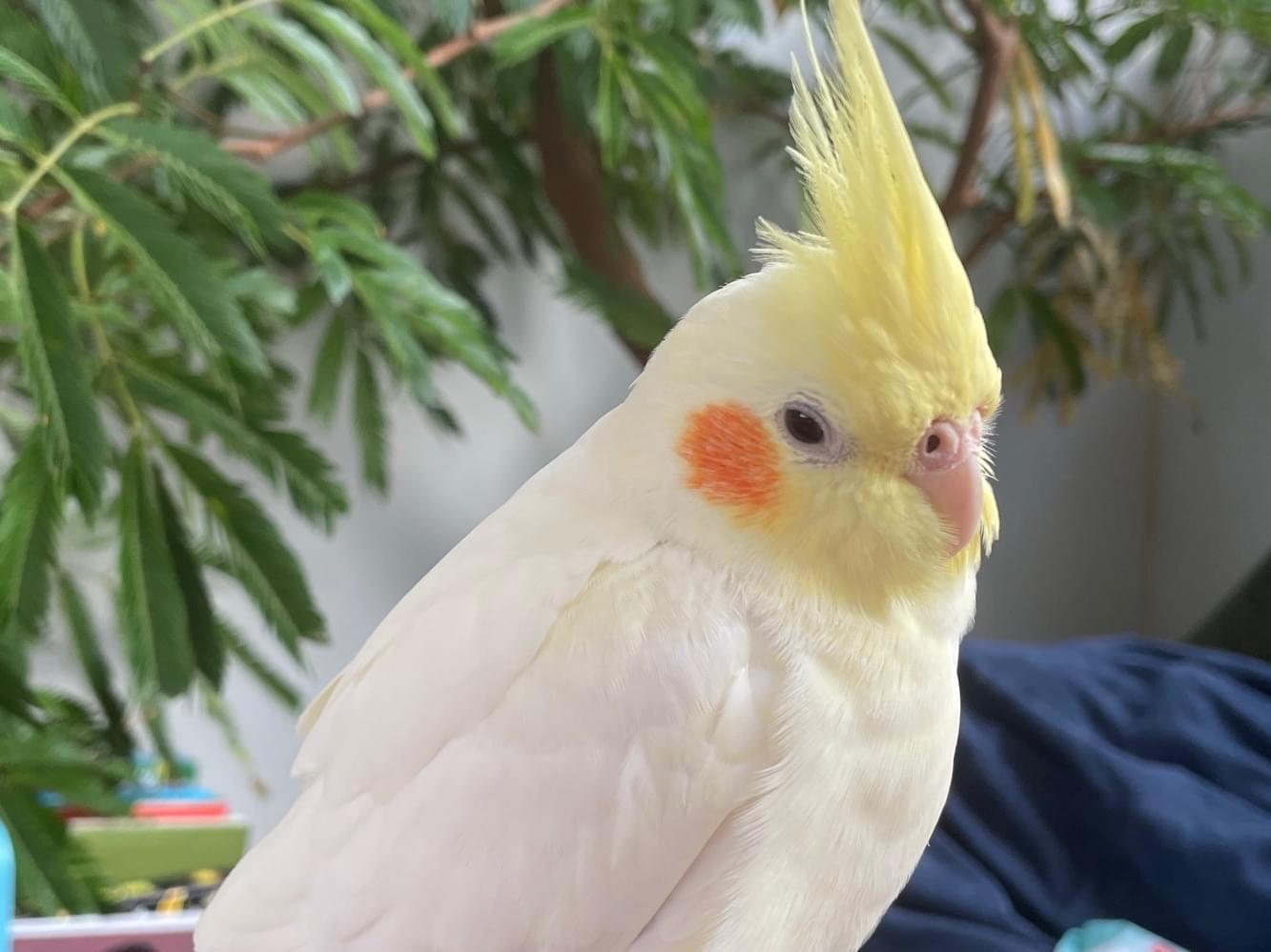 フーちゃん フーちゃん