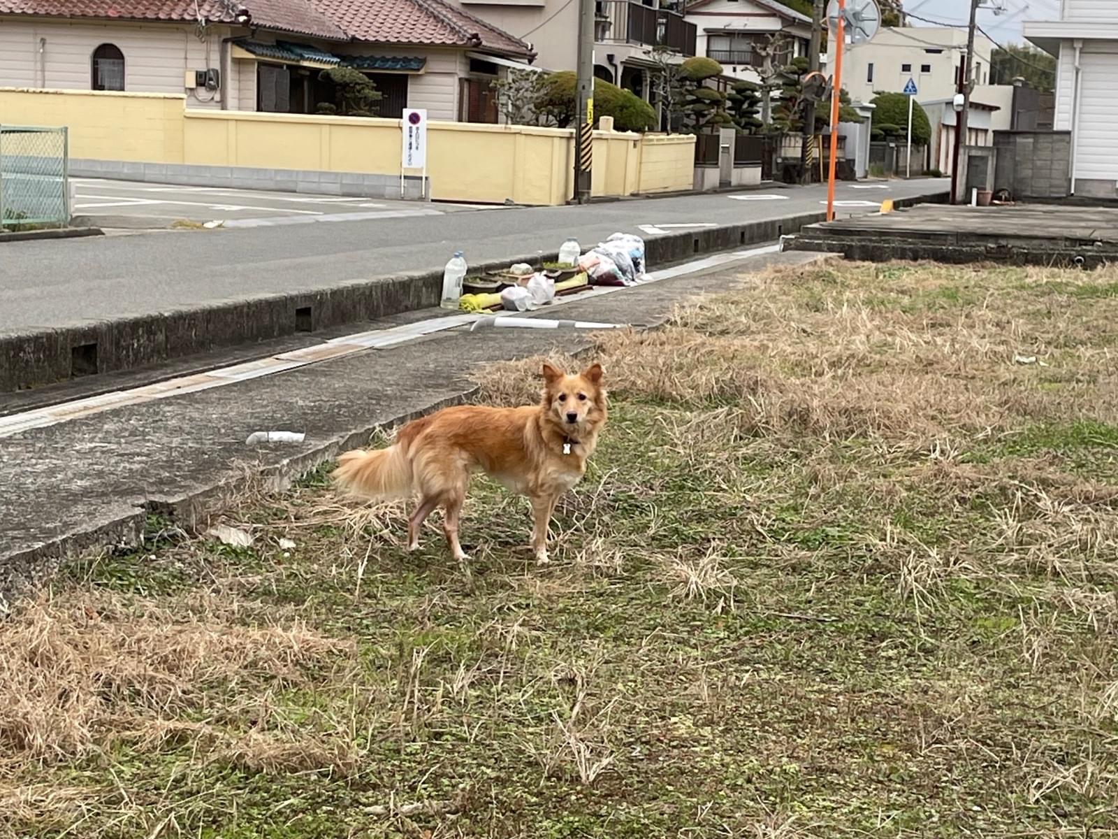 目撃された犬