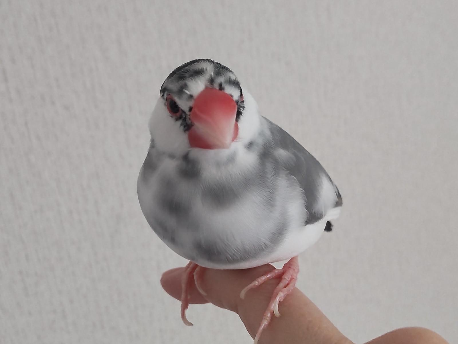 福ちゃん 福ちゃん