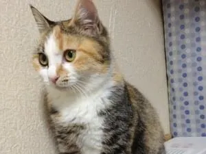 三毛猫雑種、メス、避妊済み、尻尾短い