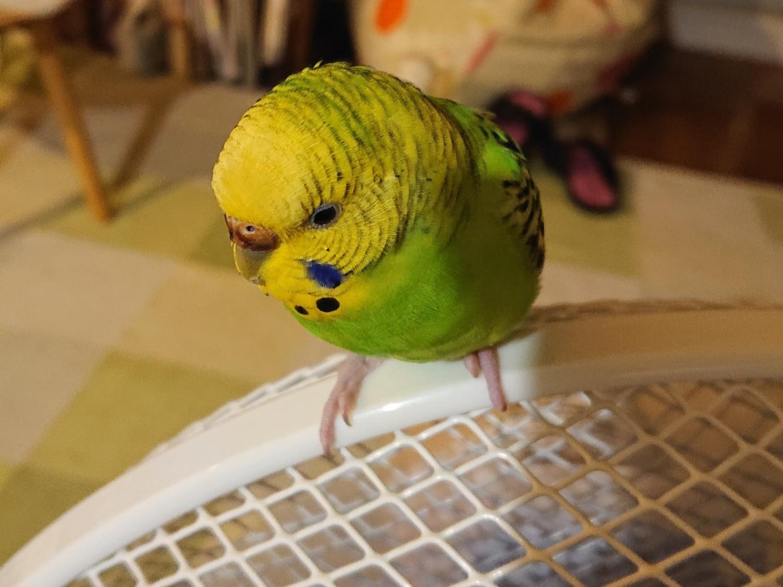 ピーちゃん ピーちゃん