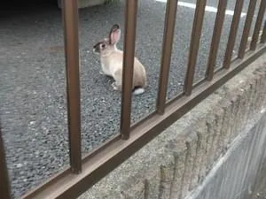 小さいうさぎ 種類はわからない 小さいうさぎ 種類はわからない