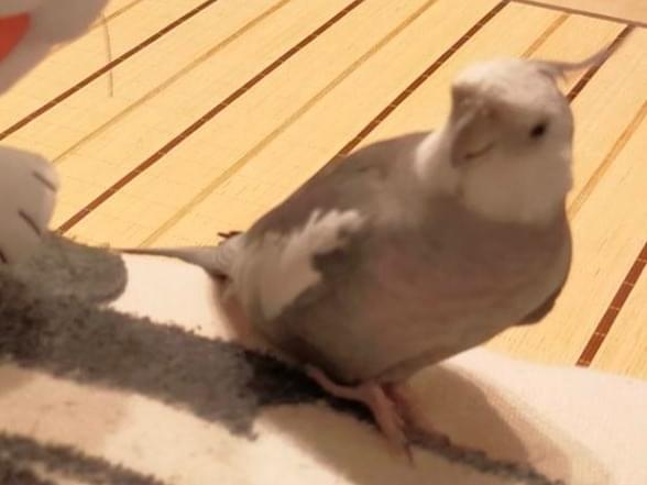 おからちゃん おからちゃん