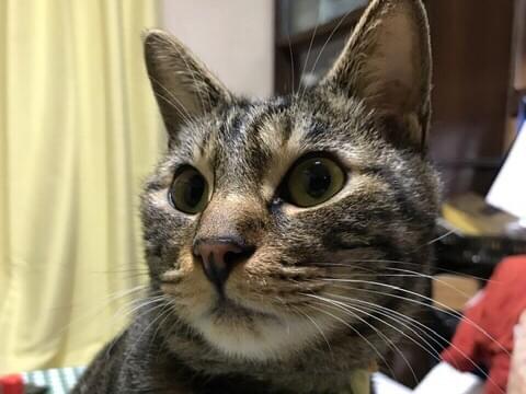 タビちゃん タビちゃん
