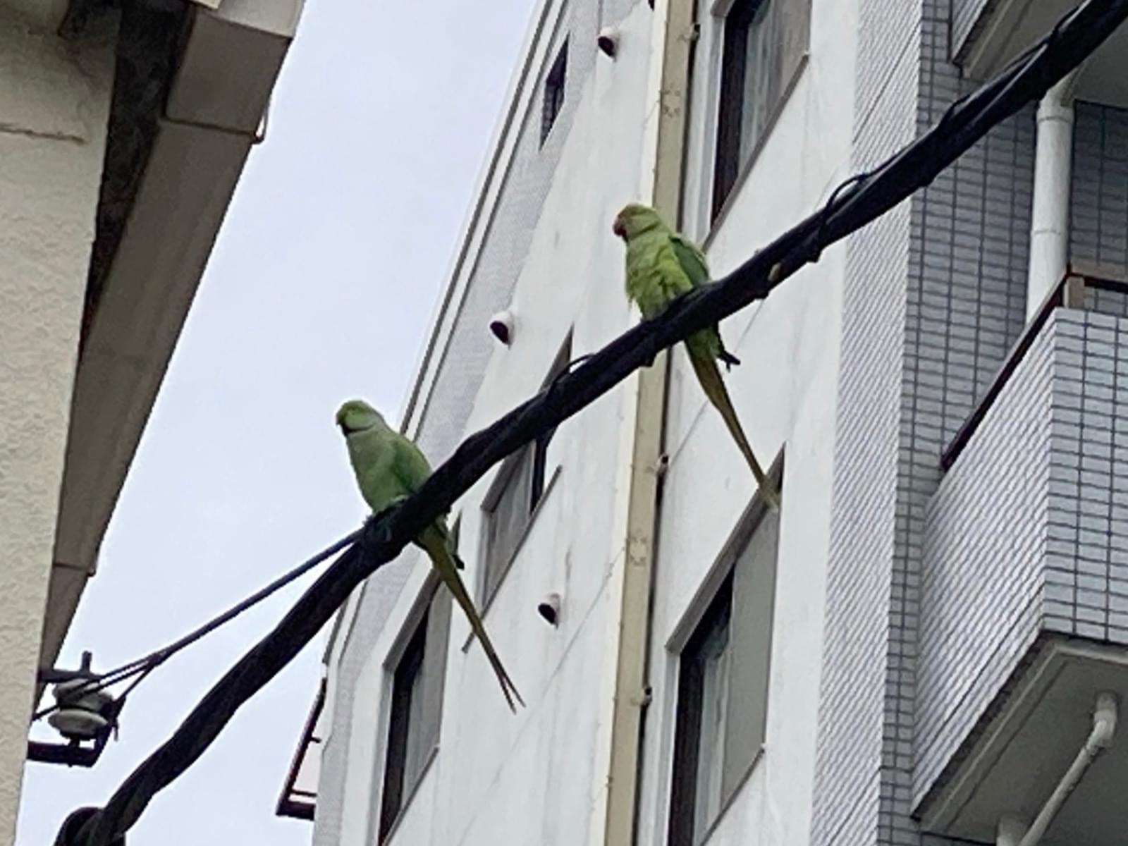 目撃された鳥 目撃された鳥