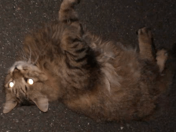 目撃された猫 目撃された猫