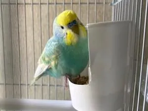 頭が黄色で身体が青色のインコを保護しました