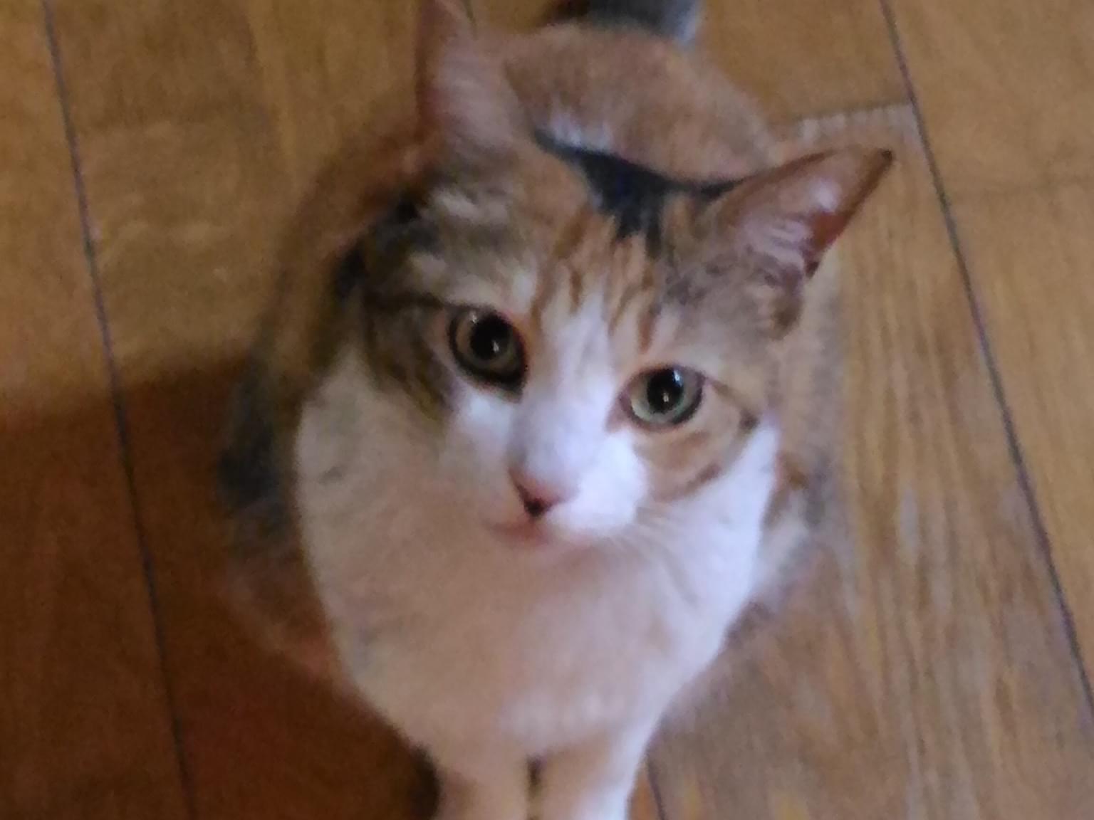 すももちゃん すももちゃん