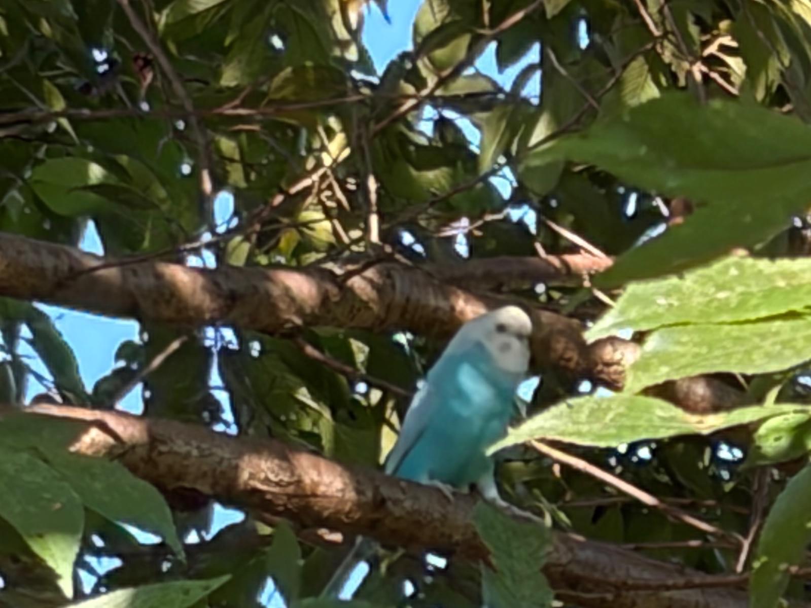 目撃された鳥