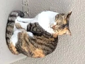 三毛猫を探しています