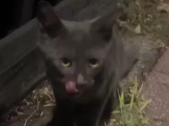 ねこちゃん ねこちゃん