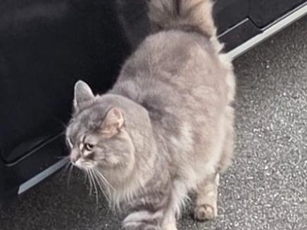 目撃された猫