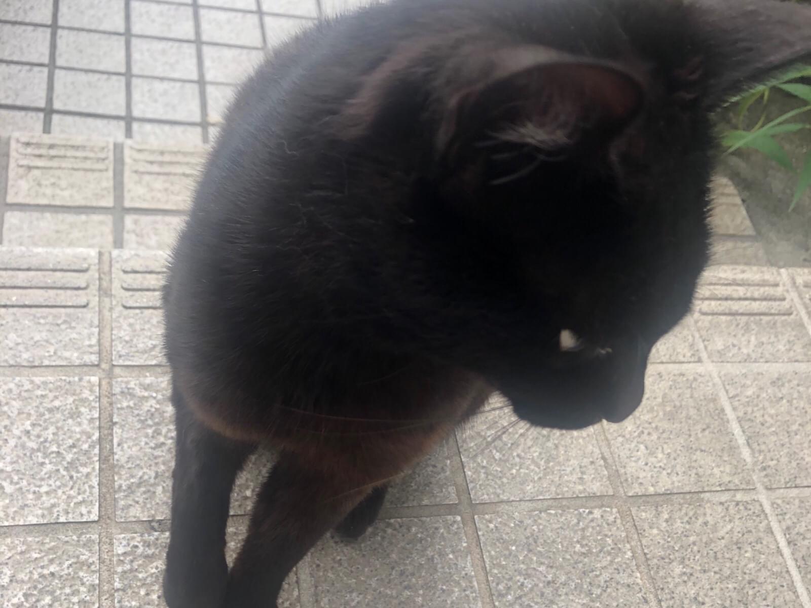 ちびくろちゃん ちびくろちゃん