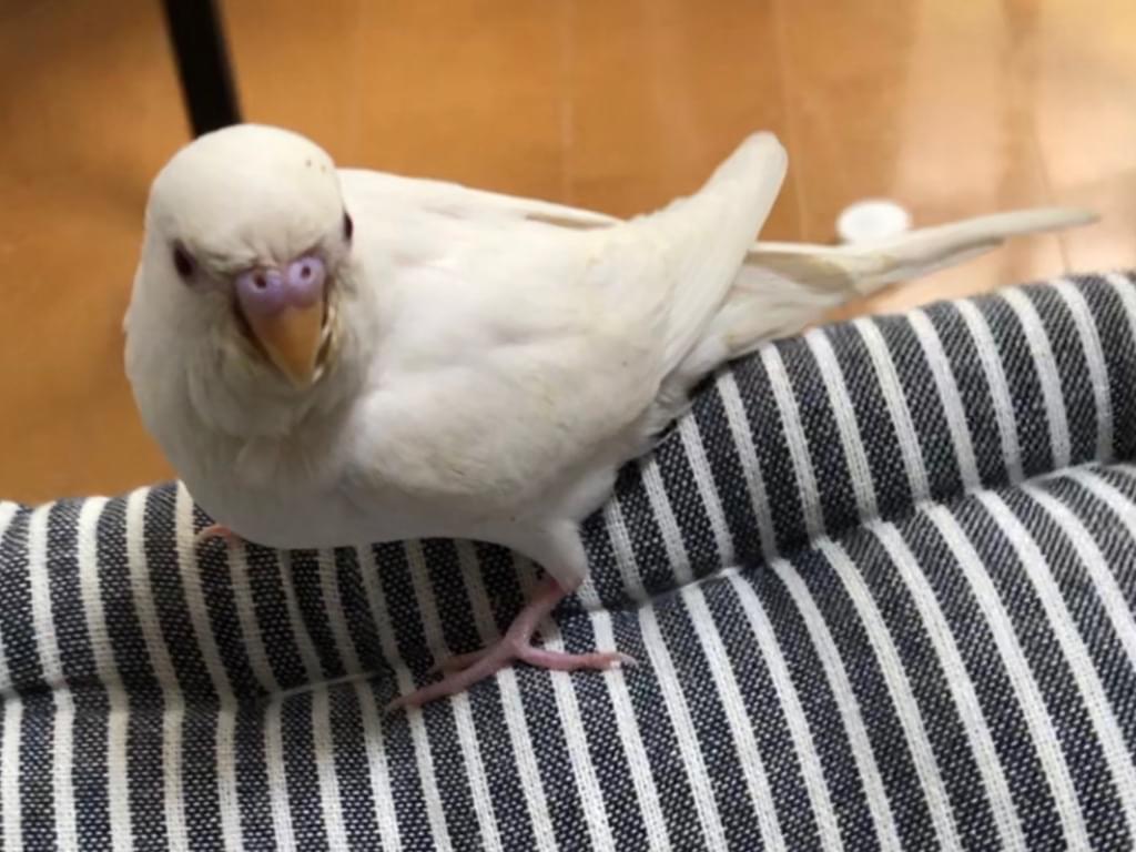 ココちゃん ココちゃん