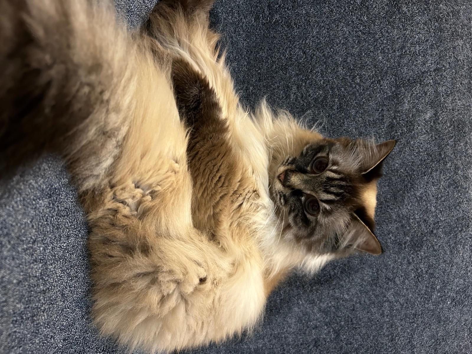 きなこちゃん きなこちゃん