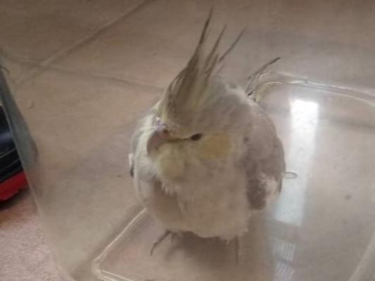 保護された鳥 保護された鳥