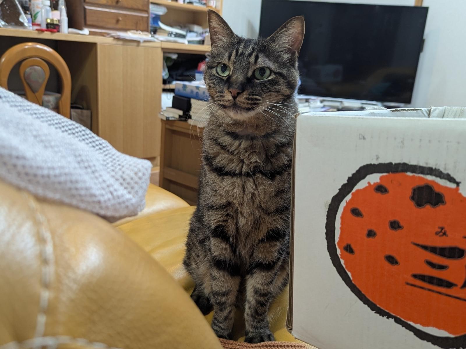 保護された猫 保護された猫