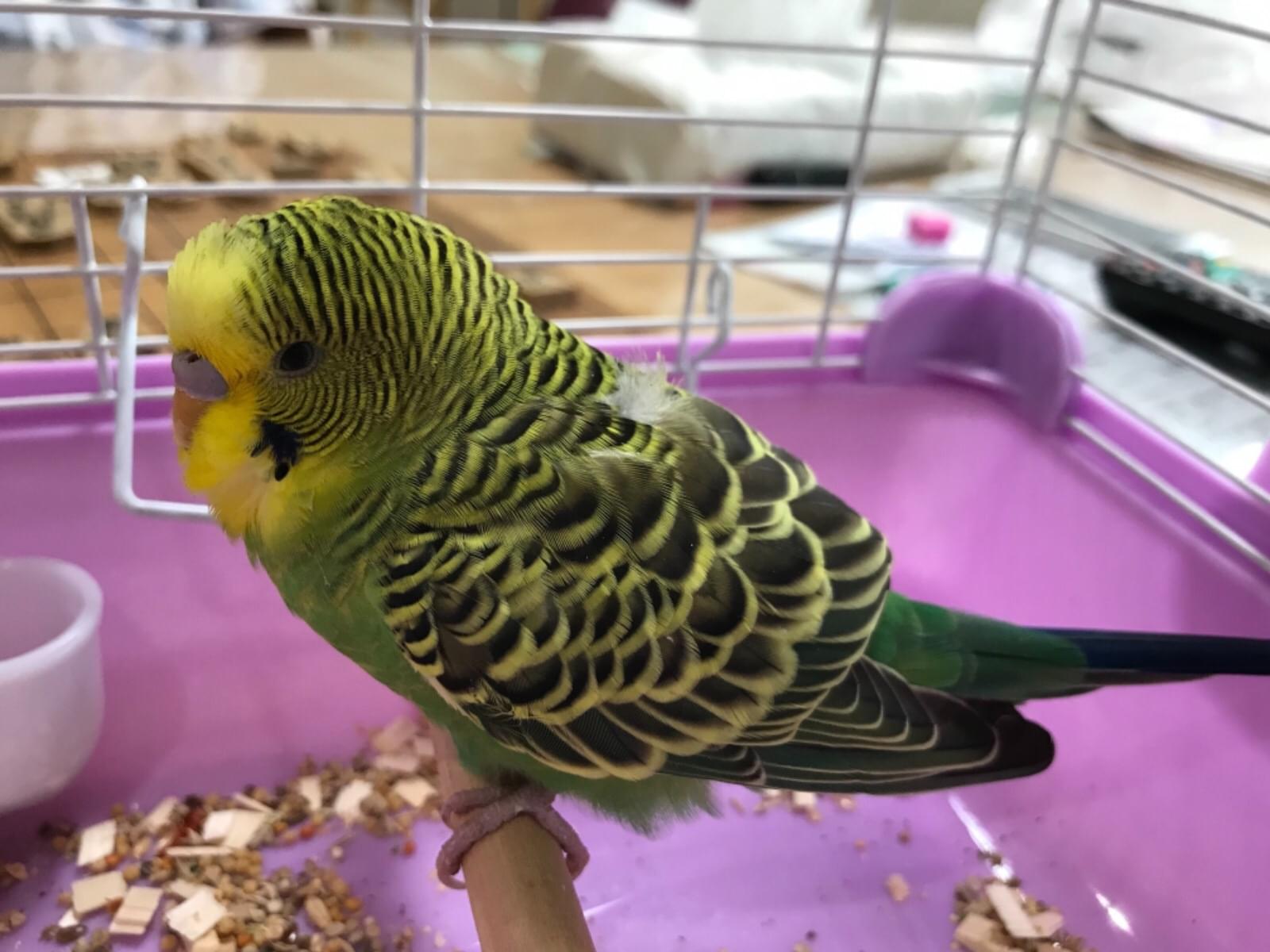 保護された鳥 保護された鳥