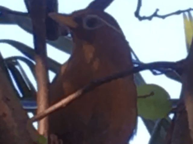 目撃された鳥 目撃された鳥