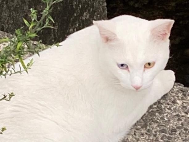 目撃された猫 目撃された猫