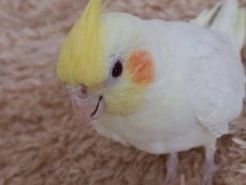 ガオちゃん ガオちゃん