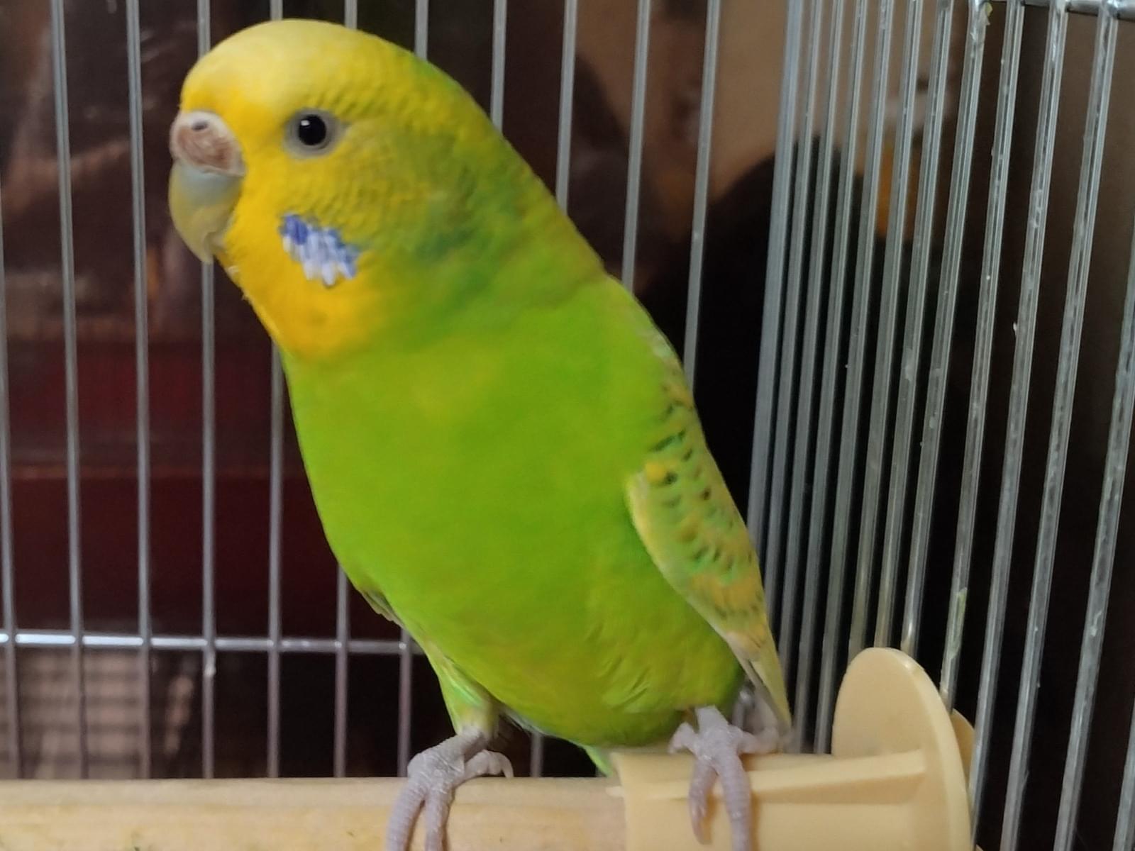 保護された鳥 保護された鳥