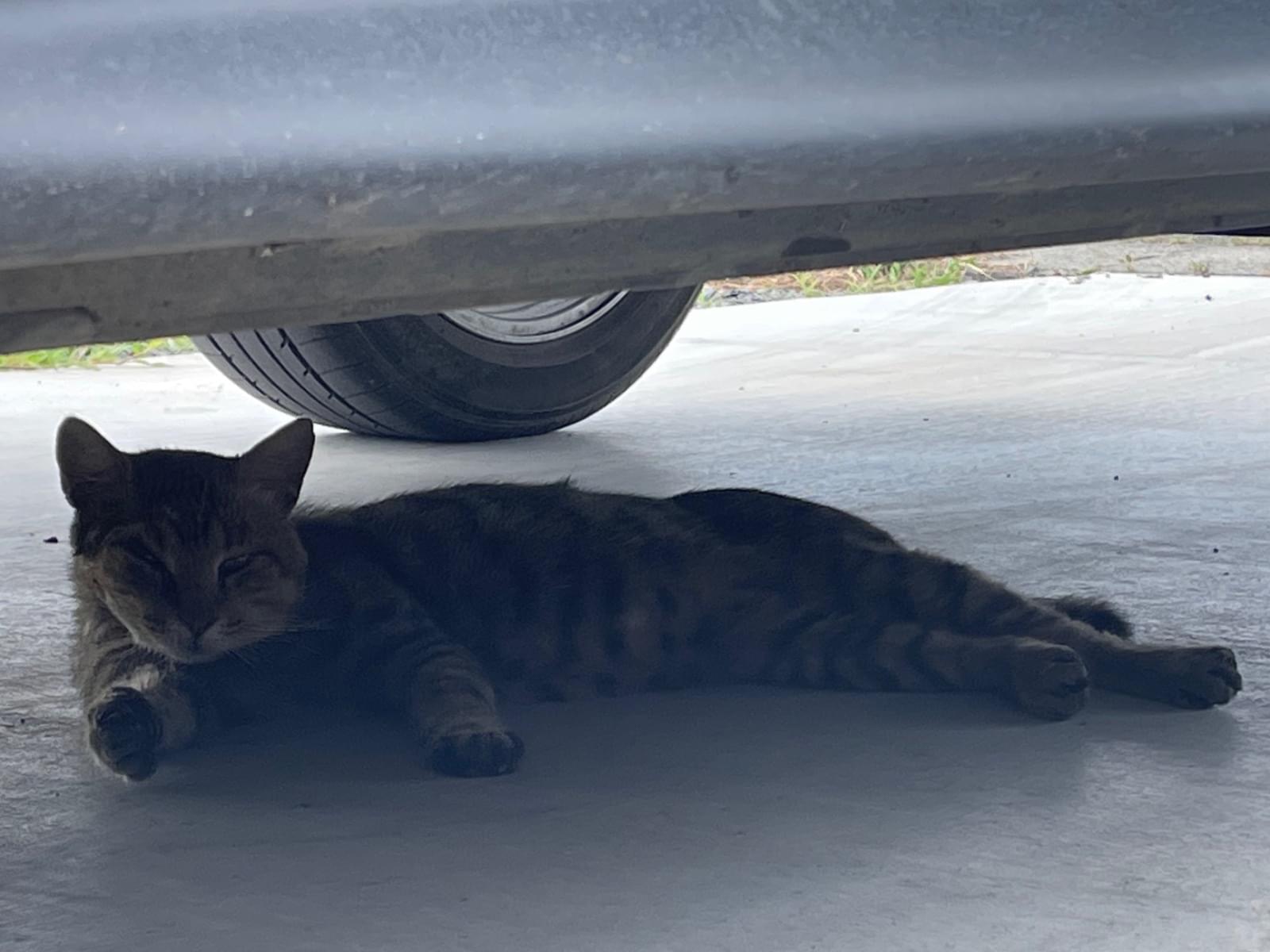 目撃された猫 目撃された猫