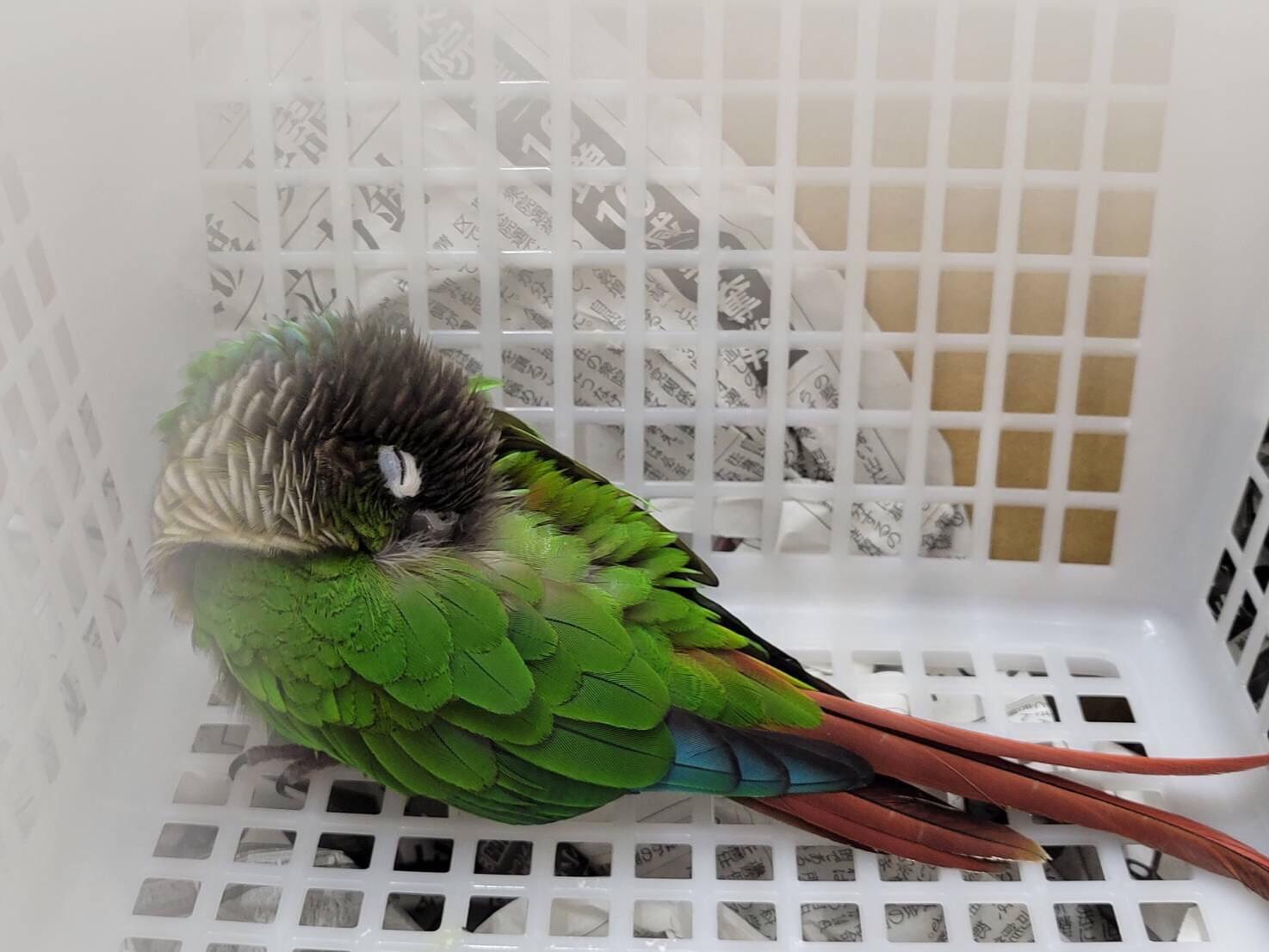 保護された鳥 保護された鳥