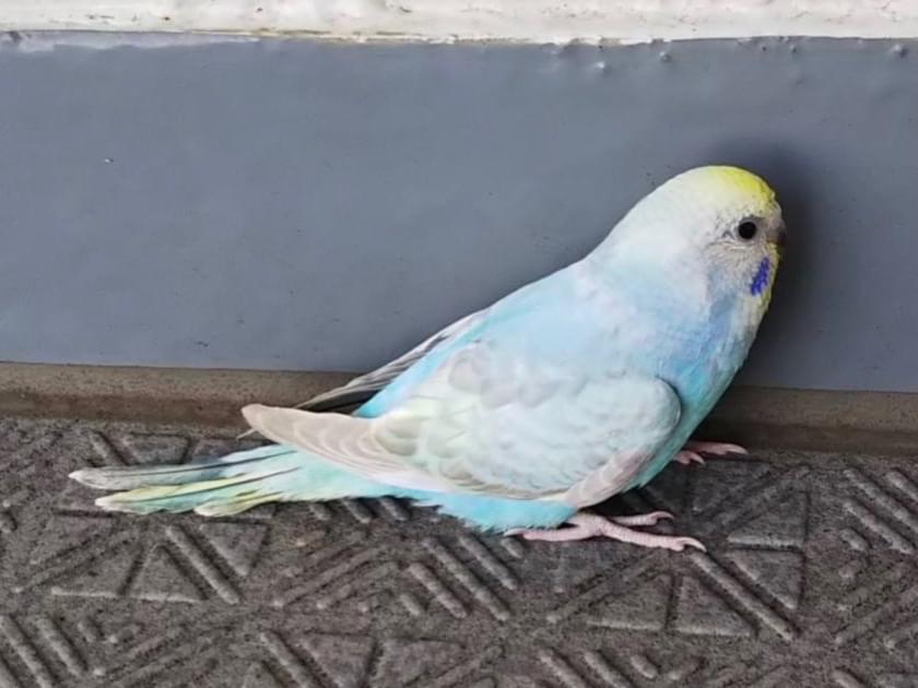 保護された鳥 保護された鳥