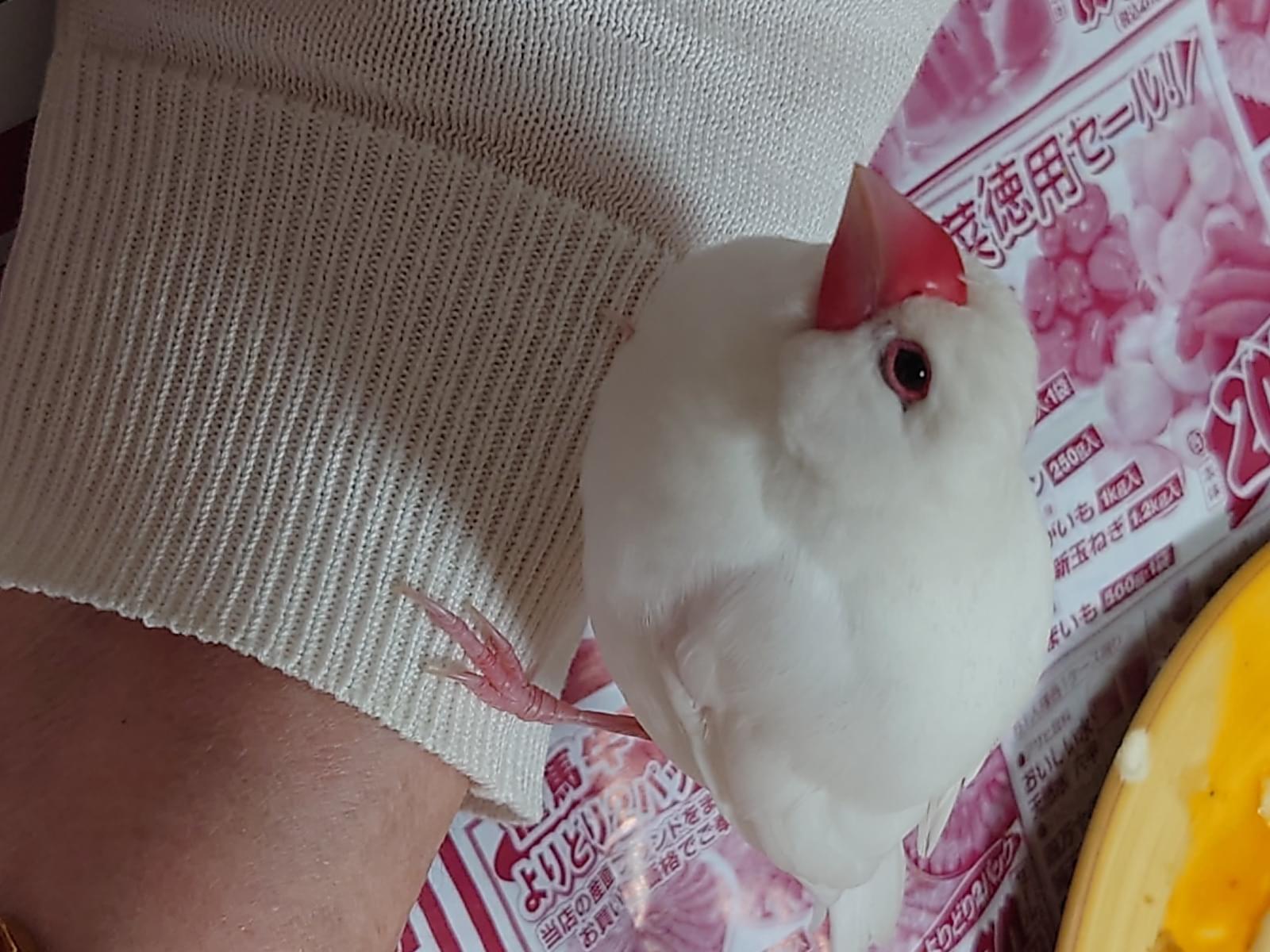 保護された鳥 保護された鳥